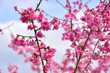 Blooming Taiwan Cherry Blossoms (Prunus campanulata Maxim) in Shei-Pa National Park, Taiwan