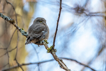 Sperlingskauz (Glaucidium passerinum)