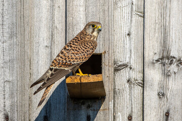 Turmfalke (Falco tinnunculus) Weibchen