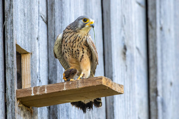 Turmfalke (Falco tinnunculus) Männchen