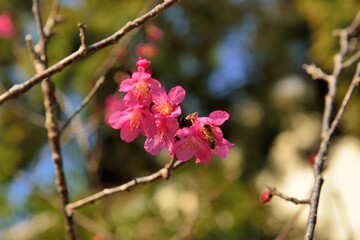 Blooming Taiwan Cherry Blossoms (Prunus campanulata Maxim) in Shei-Pa National Park, Taiwan