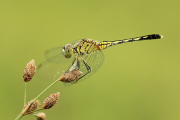 dragonfly on a branch