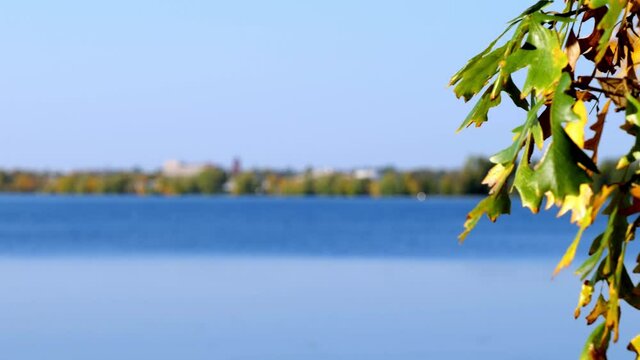 Autumn foliage leaves on a tree near the blue water of a beautiful Lake Irving, with zoom in toward Bemidj, Minnesota on a sunny autumn afternoon, with focus shifing from near to far.
