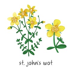 Decorative st. john's wort plant with flowers isolated on white. Wild flower with medicinal properties for alternative, folk treatment. Symbol of nature, summer aesthetics. Cartoon vector illustration