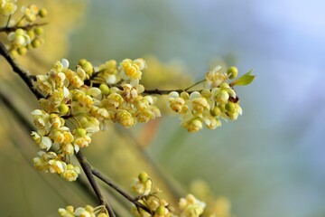 Wild pepper(Litsea cubeba) flower bloom, spire stone in Hsinchu, Taiwan