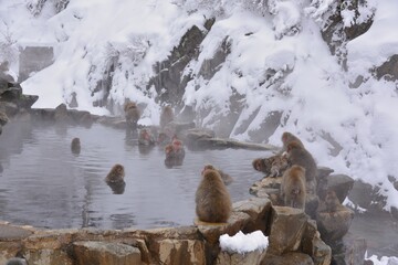 Monkey in Nagano Prefecture of Japan
