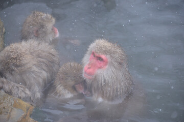 Monkey in Nagano Prefecture of Japan
