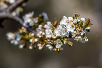 Birnenblüten, Streuobstwiese, Baden-Württemberg