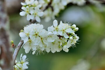 White plum blossoms blooming in winter.
