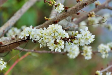 White plum blossoms blooming in winter.