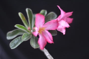 Beautiful pink flowers