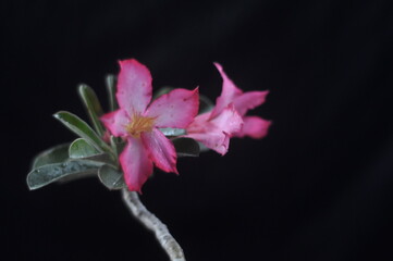 Beautiful pink flowers