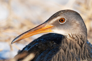 A Close-up of a Clapper Rail