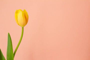 コーラルピンクの背景と黄色いチューリップの花