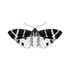 High detailed illustration tiger moth. Vector insect drawing on white background.