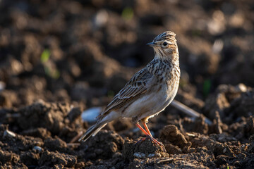 Feldlerche (Alauda arvensis)