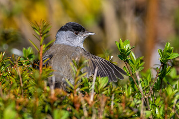 Mönchsgrasmücke (Sylvia atricapilla) Männchen