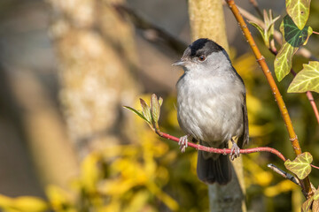 Mönchsgrasmücke (Sylvia atricapilla) Männchen