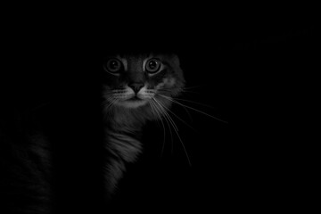 Fototapeta premium Portrait of a beautiful purebred cat on a black background.