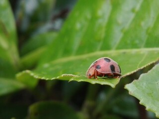 beetle on leaves