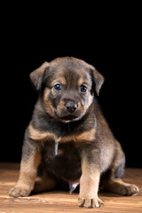 Cute puppy on a wooden table. Studio photo on a black background.