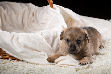 A beautiful puppy on a white blanket. Studio photo on a black background.