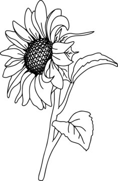 recommend clip art: Vector Sunflower illustration, Black and White Floral outline, Sunflower summer clipart