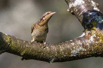 Wendehals (Jynx torquilla)