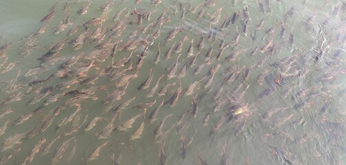 A group of fish in the River Kwai