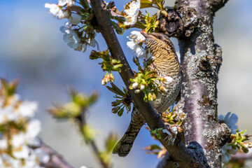 Wendehals (Jynx torquilla)