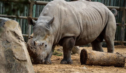 Fototapeta premium rhino in the zoo