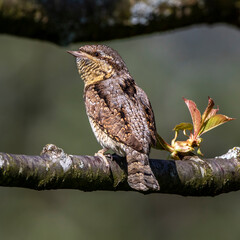 Wendehals (Jynx torquilla)