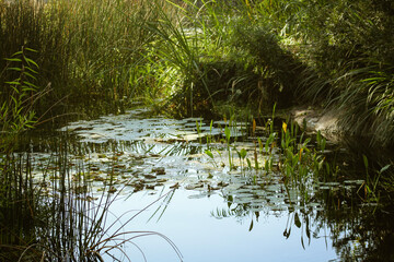 water lily pond