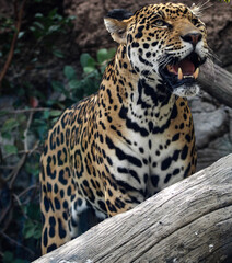 jaguar in the zoo