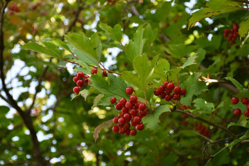 Viburnum on a branch