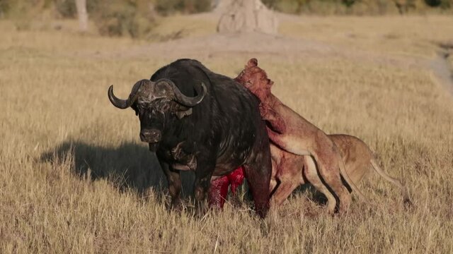 Lions killing adult male Cape Buffalo in Botswana