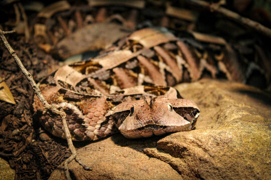 snake in the grass