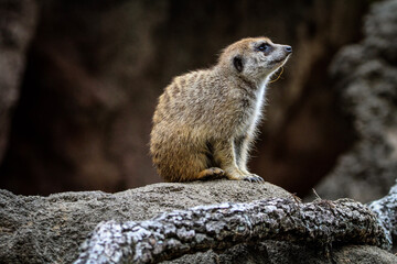 meerkat on guard