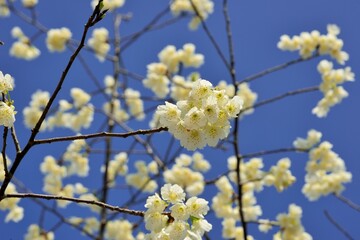 Formosa cherry blossoms in Hsinchu, Taiwan
