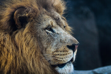 portrait of a lion