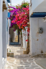 Fototapeta na wymiar Traditional Cycladitic alley with narrow street, whitewashed houses and a blooming bougainvillea flowers in Naousa Paros island, Greece