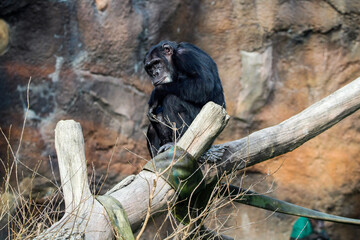 chimp