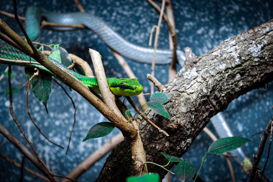 green tree python