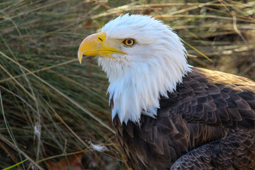 american bald eagle