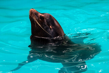 Fototapeta premium sea lion swimming in the water
