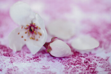 Fototapeta na wymiar White Cherry Blossom Spring Flowers