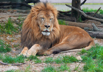 lion in the zoo