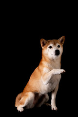 かわいい柴犬の女の子がやってきた