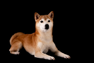 かわいい柴犬の女の子がやってきた