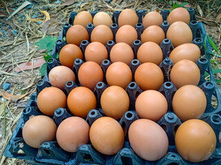 fesh eggs in box from farm